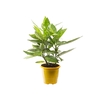 AUCUBA JAPONICA P17