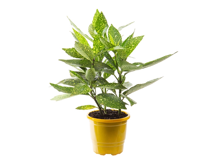 AUCUBA JAPONICA P17