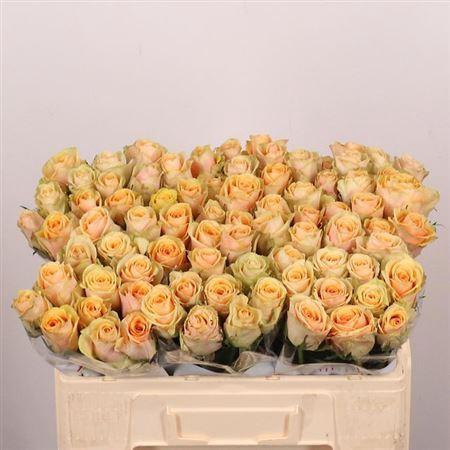 <h4>R Gr Alchemy</h4>