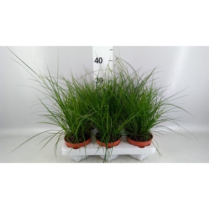 Carex brunnea
