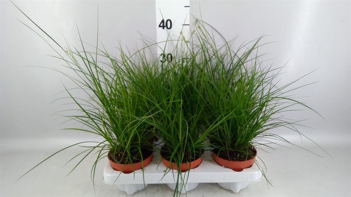 <h4>Carex brunnea</h4>