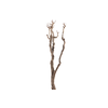 Syringa Branch Super Bizet