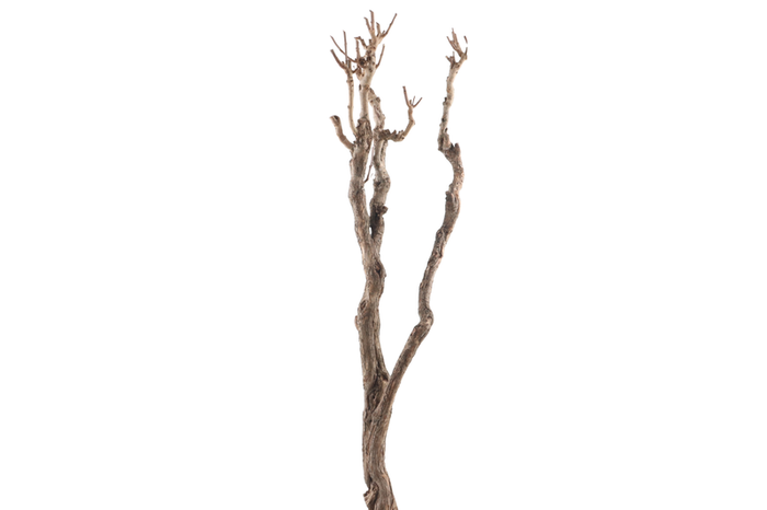 Syringa Branch Super Bizet