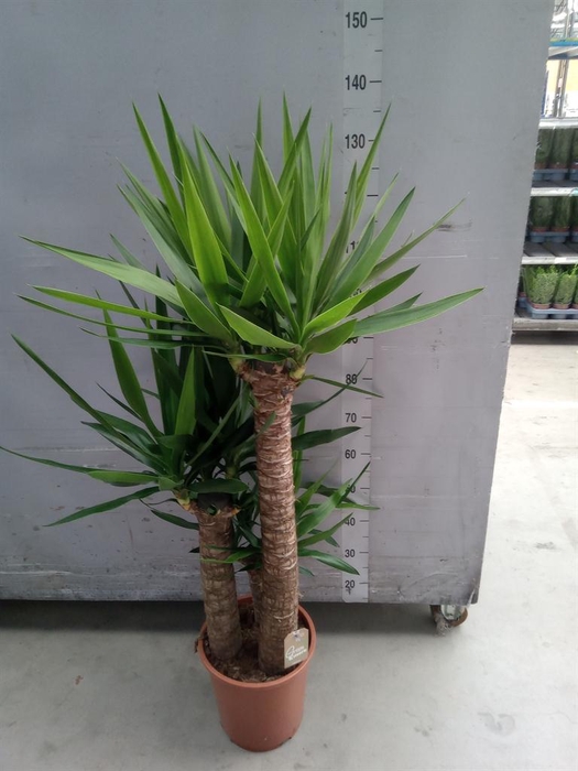 <h4>Yucca elephantipes   ...</h4>