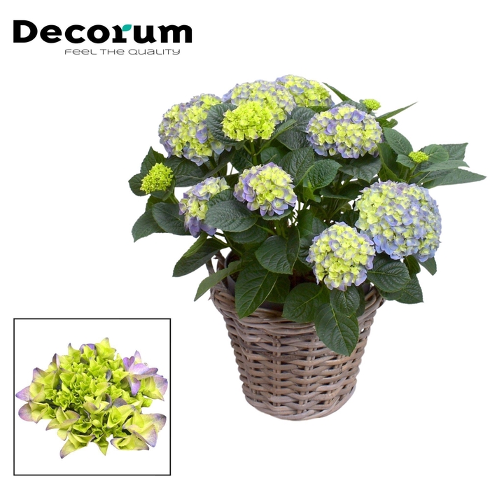 <h4>Hydrangea Bol Blue 10 - 15 kop in Rattan mand (Decorum)</h4>