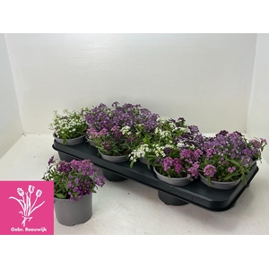 LOBULARIA OV