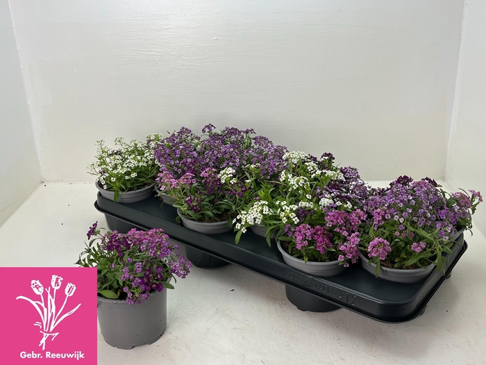 <h4>LOBULARIA OV</h4>