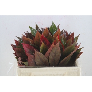 Aralia Autumn P Stem