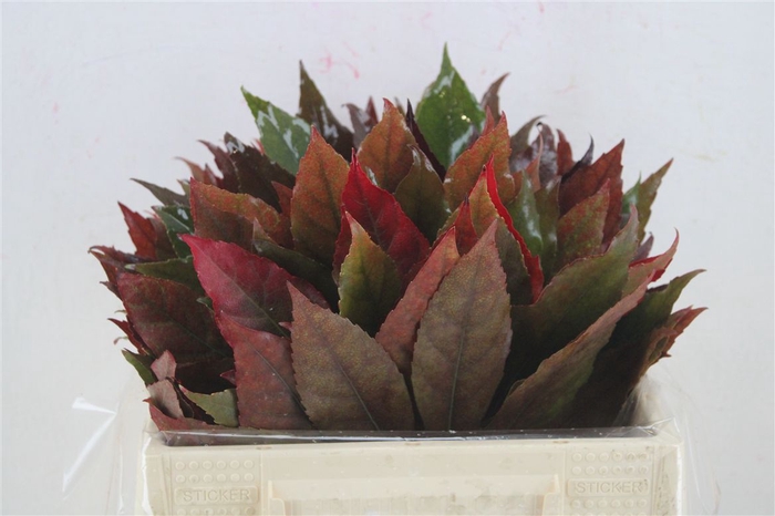 <h4>Aralia Autumn P Stem</h4>