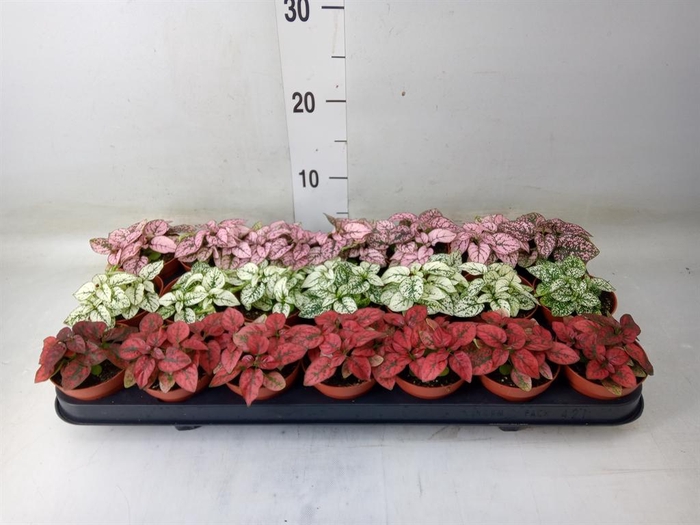 <h4>Hypoestes phyllo.   ...mix</h4>