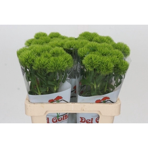 DIANTHUS BARB. 'KIWI MELLOW'