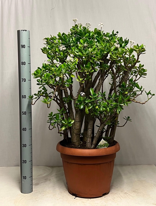 <h4>CRASS OVATA</h4>