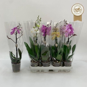 Phalaenopsis gemengd