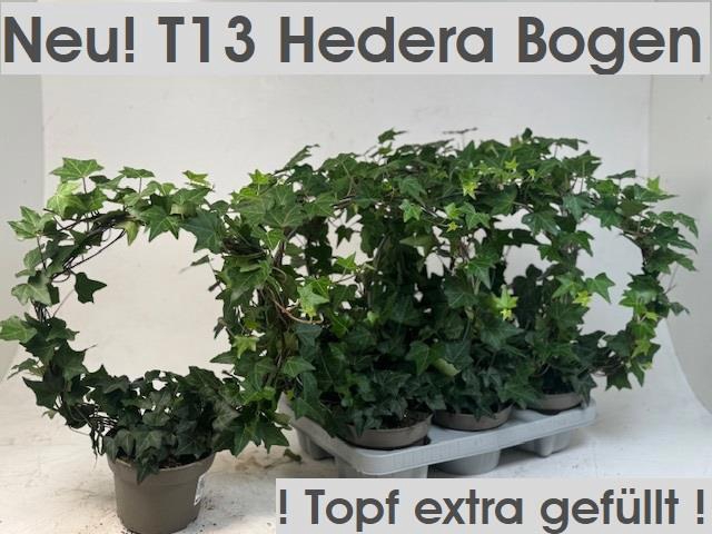 <h4>HED HE OV GROEN</h4>