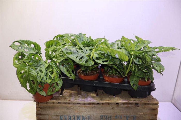 <h4>Monstera Adansonii</h4>