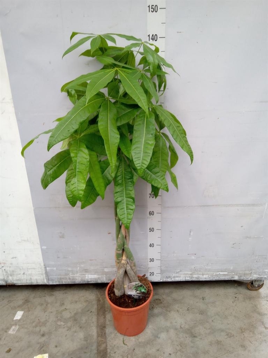 <h4>Pachira aquatica</h4>