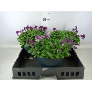 Viola corn. 'Sorbet Coconut Imp'