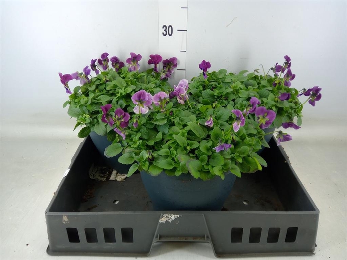 <h4>Viola corn. 'Sorbet Coconut Imp'</h4>