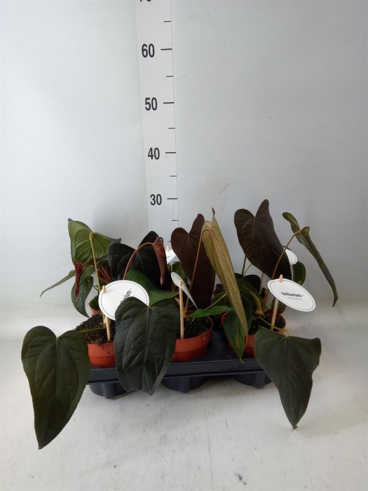 <h4>Anthurium   ...</h4>