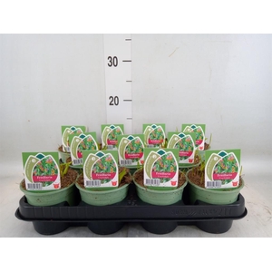 Fritillaria michailovskyi