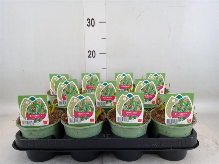 <h4>Fritillaria michailovskyi</h4>