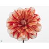 Dahlia Striped Nagano