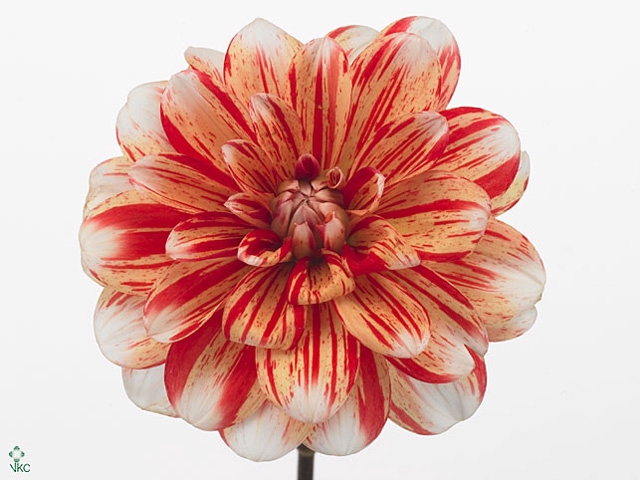 Dahlia Striped Nagano