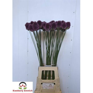 Allium Sphaerocephal