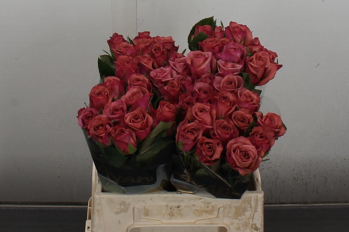 <h4>R Gr Barista</h4>