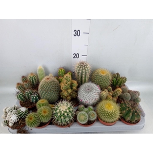 Cactus   ...mix