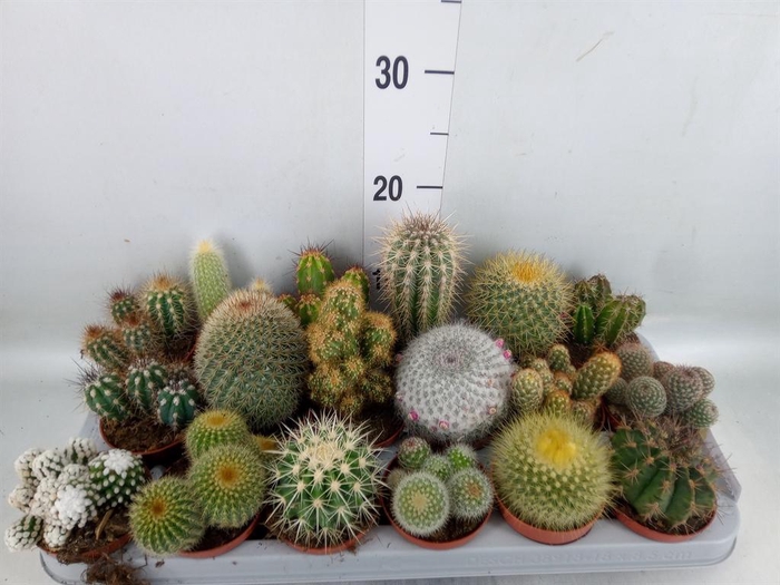 <h4>Cactus   ...mix</h4>