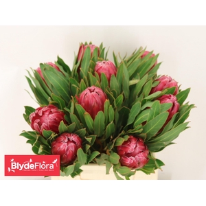 PROTEA BRENDA