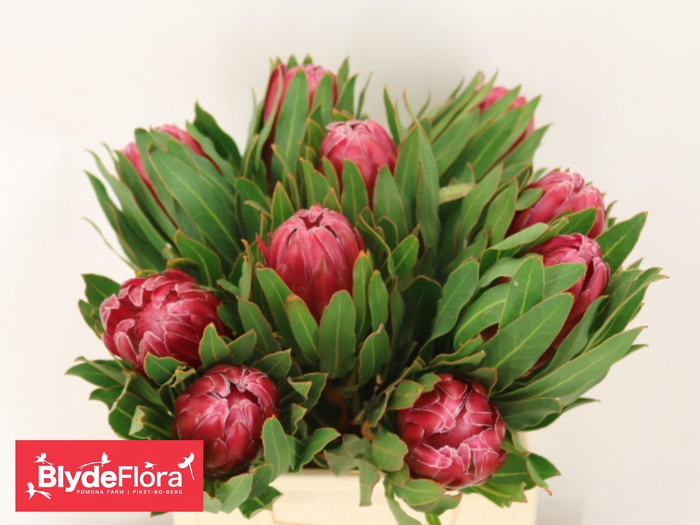 <h4>PROTEA BRENDA</h4>