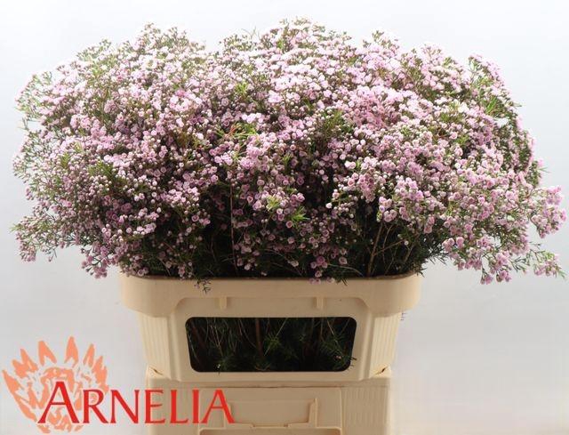 <h4>CHAME UN PIROUETTE</h4>