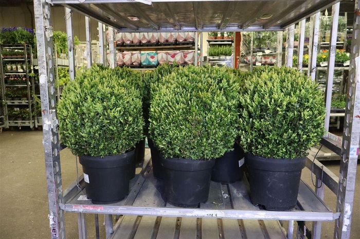 <h4>arr8 Buxu Sempervirens</h4>