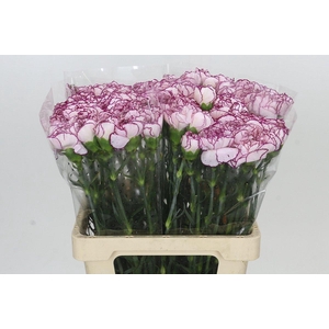 Dianthus St Mudah