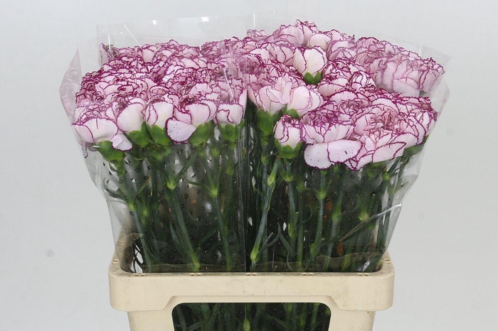 <h4>Dianthus St Mudah</h4>