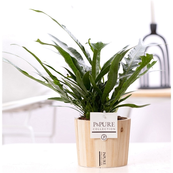 <h4>Aglaomorpha Jim in P&PURE Wood pot 5</h4>