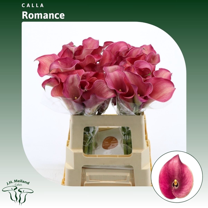 <h4>Calla Romance</h4>