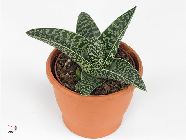 ALOE VARIEGATA MAGIC