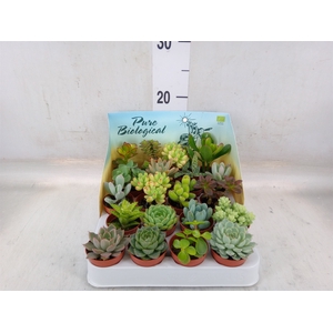 Succulents   ...