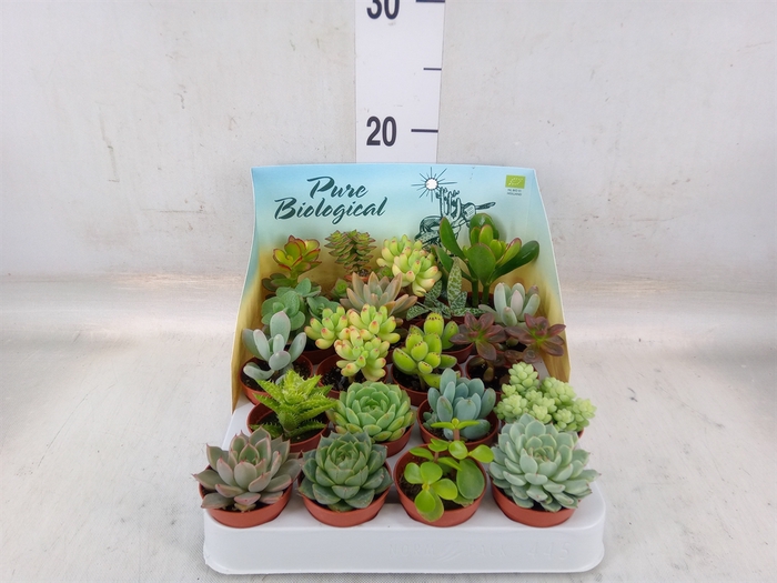 <h4>Succulents   ...</h4>
