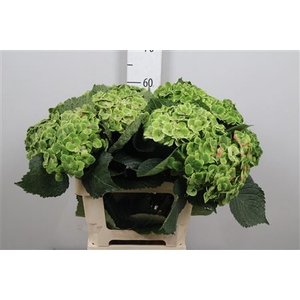 Hydr Classic Groen
