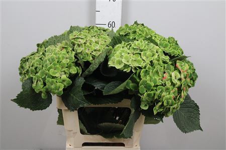 <h4>Hydr Classic Groen</h4>