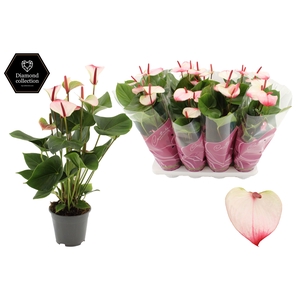 Anthurium 14 cm Amalia Elegance 55-60 cm LANG in Couture Premium Line Pink sleeve