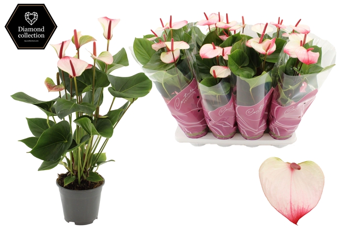 <h4>Anthurium 14 cm Amalia Elegance 55-60 cm LANG in Couture Premium Line Pink sleeve</h4>