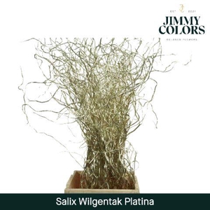 Salix Golden Curls Mtlc. Platina