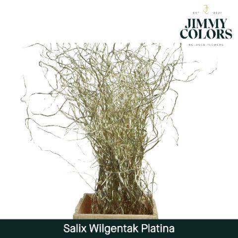 <h4>Salix Golden Curls Mtlc. Platina</h4>