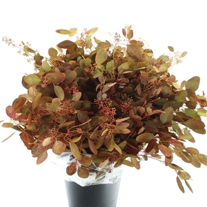 Euca Populus Berries Abs Autumn Long 300 Gr