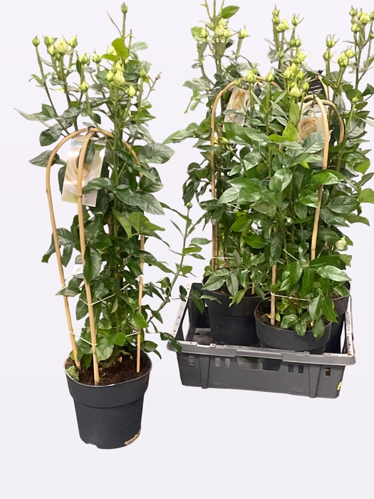 <h4>ROSA FL NOVA SELECT</h4>